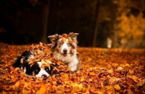 dog playing in leaves