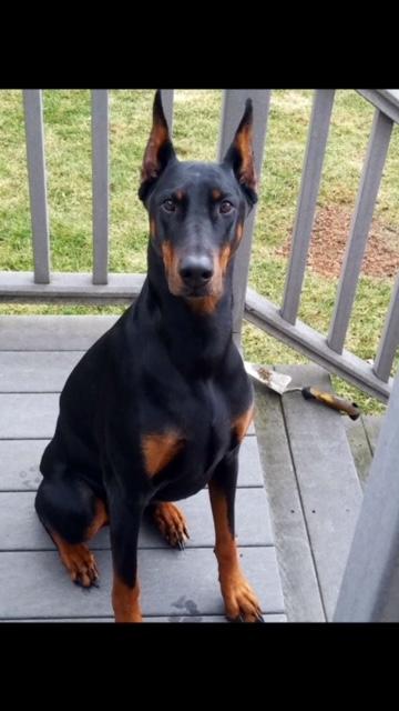 Doberman front view Ear Cropping