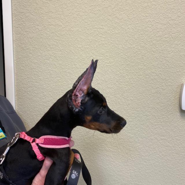 Doberman right side view Ear Cropping