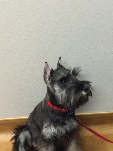 Schnauzer ear cropping front view