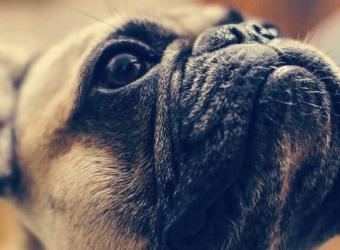 Uncovering Brachycephalic Obstructive Airway Syndrome in Dogs